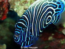 Emperor Angel Fish by Loay Rayyan 